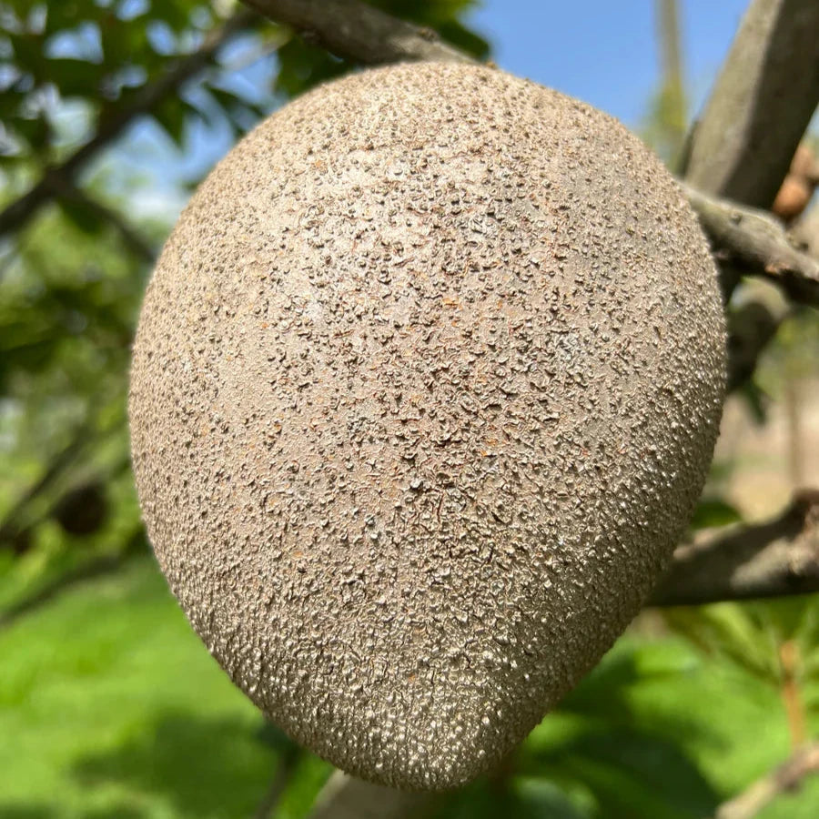 Mamey Saote Key West Live Plant ( Pouteria Sapota )