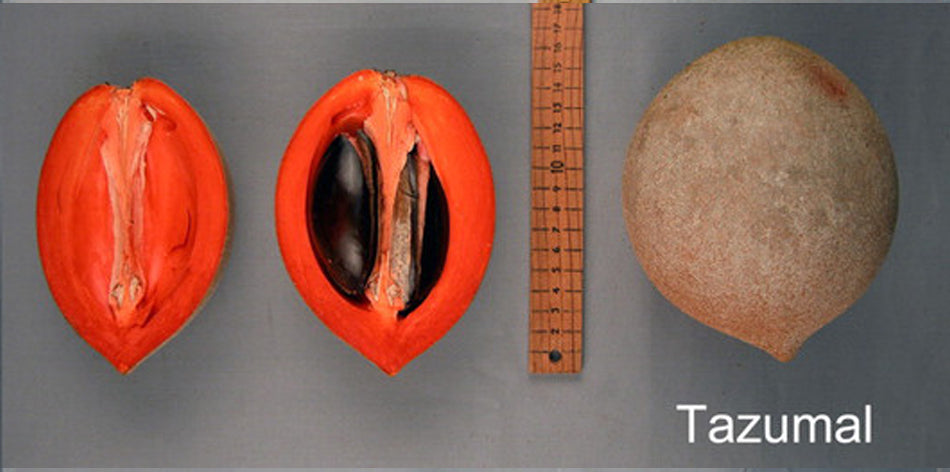 Mamey Sapote Tazumal Live Plants ( Pouteria Sapota)