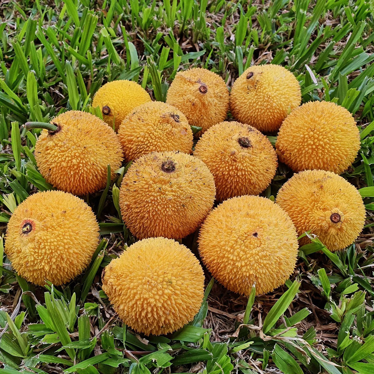 Madrono Fruit Plants (Garcinia Madruno)