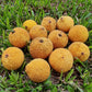 Madrono Fruit Plants (Garcinia Madruno)