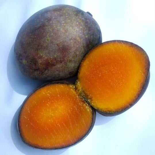 Kasturi Mango Live Plant (Mangifera casturi)