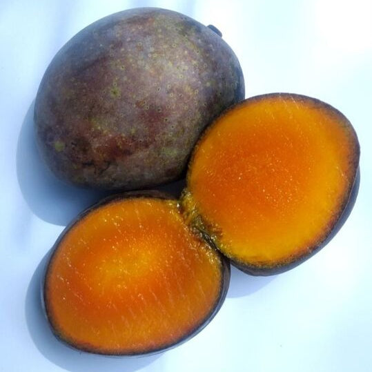 Kasturi Mango Live Plant (Mangifera casturi)