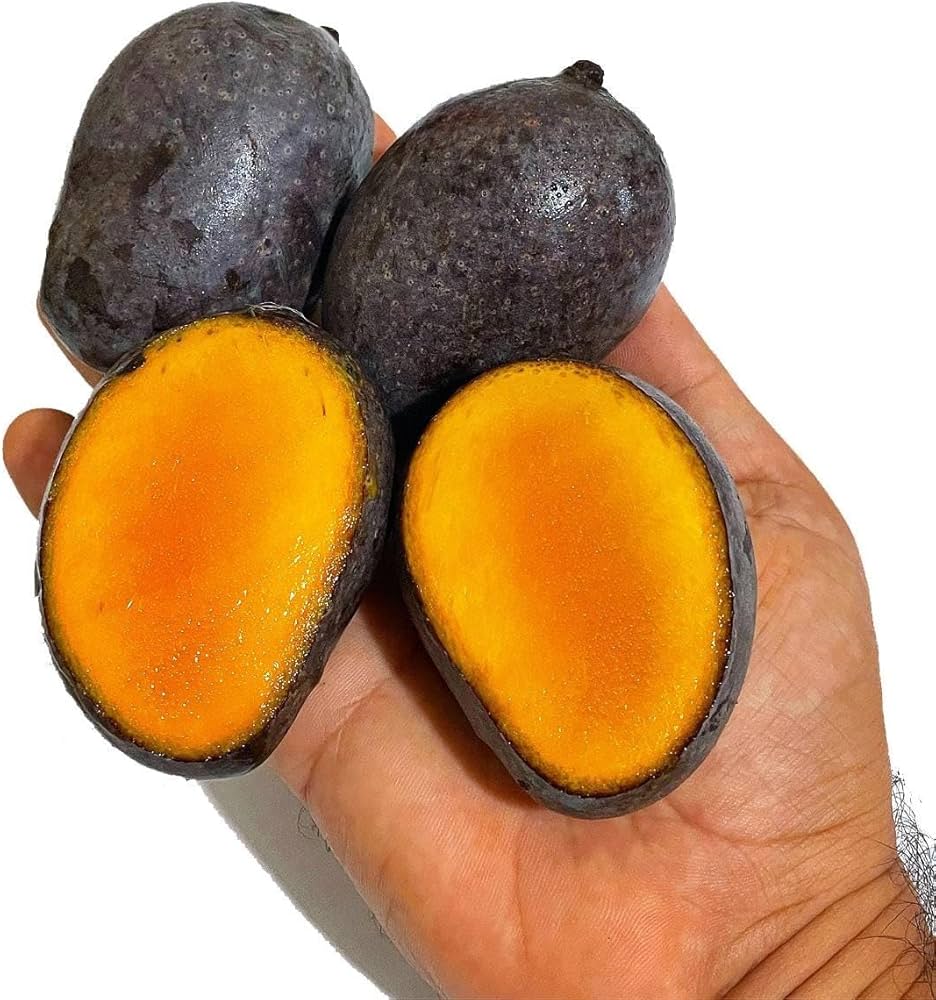 Kasturi Mango Live Plant (Mangifera casturi)