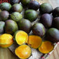 Kasturi Mango Live Plant (Mangifera casturi)