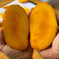 Rosigold Mango Live Plant (Mangifera indica)