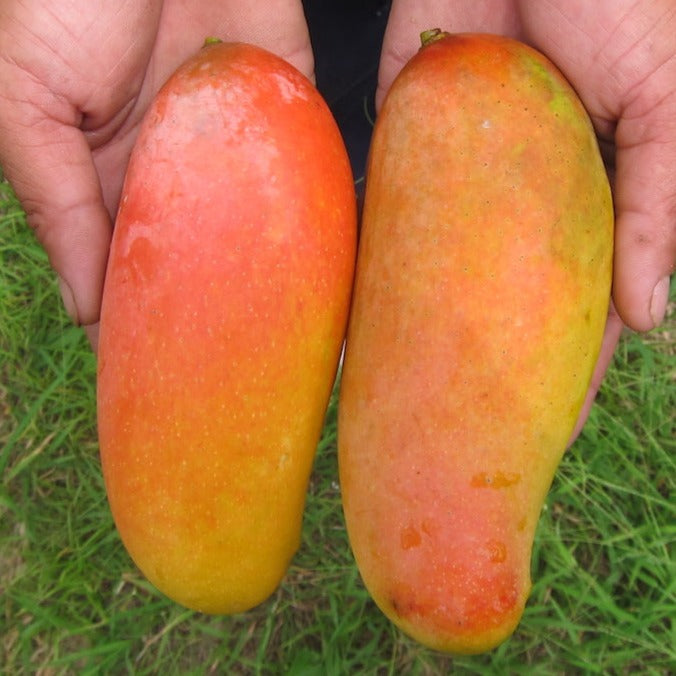 Mahachanok Mango