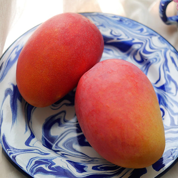 Kaohsiung 4 Mango Live Plant (Mangifera indica)