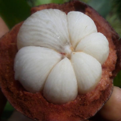 Mangosteen Fruit Plants (Garcinia Mangostana)