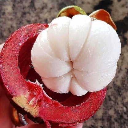 Mangosteen Fruit Plants (Garcinia Mangostana)