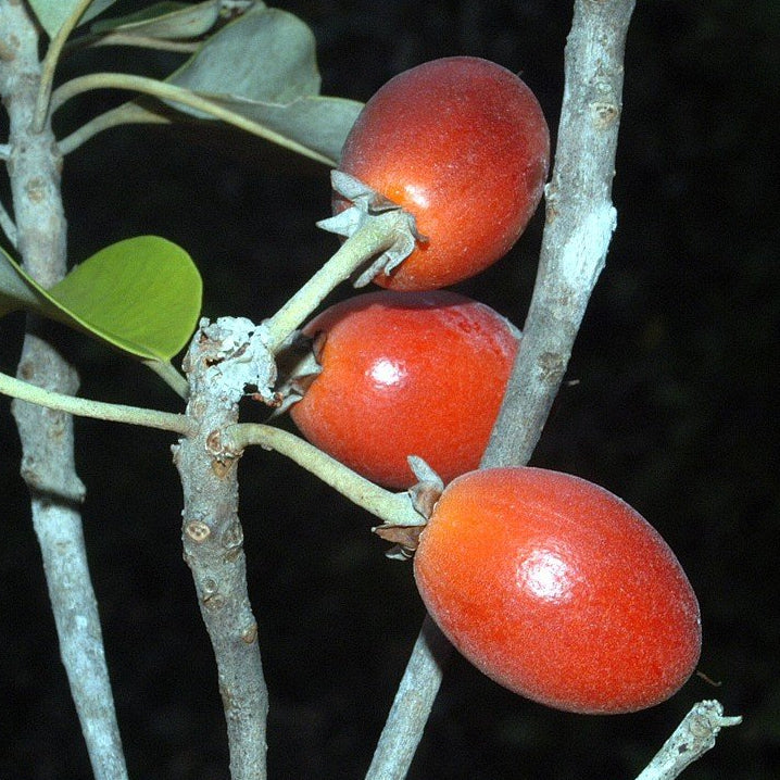 Caqui Fruit Live Plant (Manilkara kauki )