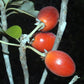 Caqui Fruit Live Plant (Manilkara kauki )