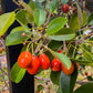 Caqui Fruit Live Plant (Manilkara kauki )