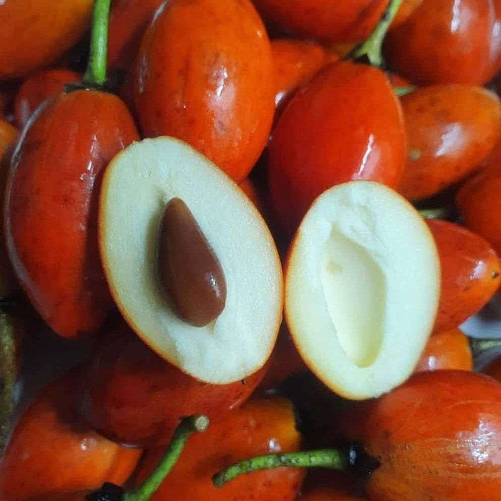 Caqui Fruit Live Plant (Manilkara kauki )