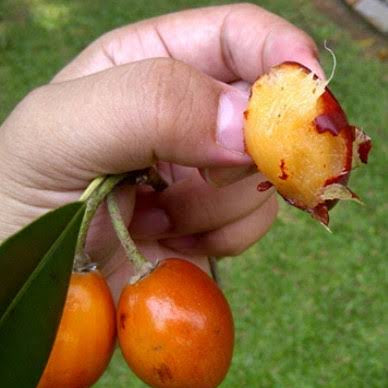 Caqui Fruit Live Plant (Manilkara kauki )