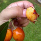 Caqui Fruit Live Plant (Manilkara kauki )