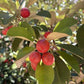 Caqui Fruit Live Plant (Manilkara kauki )