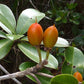 Manilkara dardanoi Live Plant