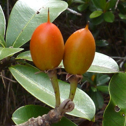 Manilkara dardanoi Live Plant