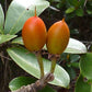 Manilkara dardanoi Live Plant
