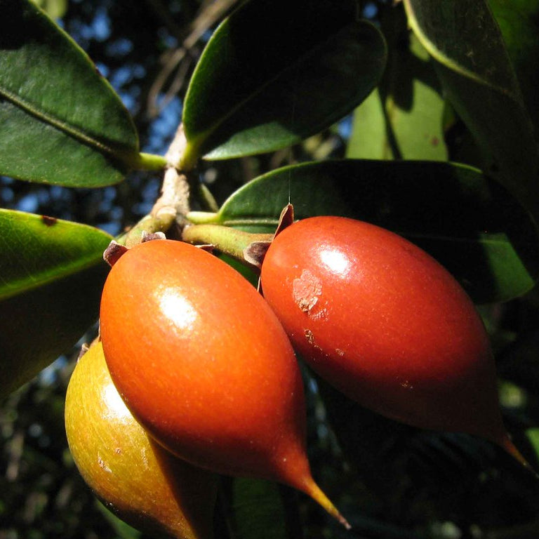 Manilkara dardanoi Live Plant