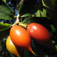 Manilkara dardanoi Live Plant
