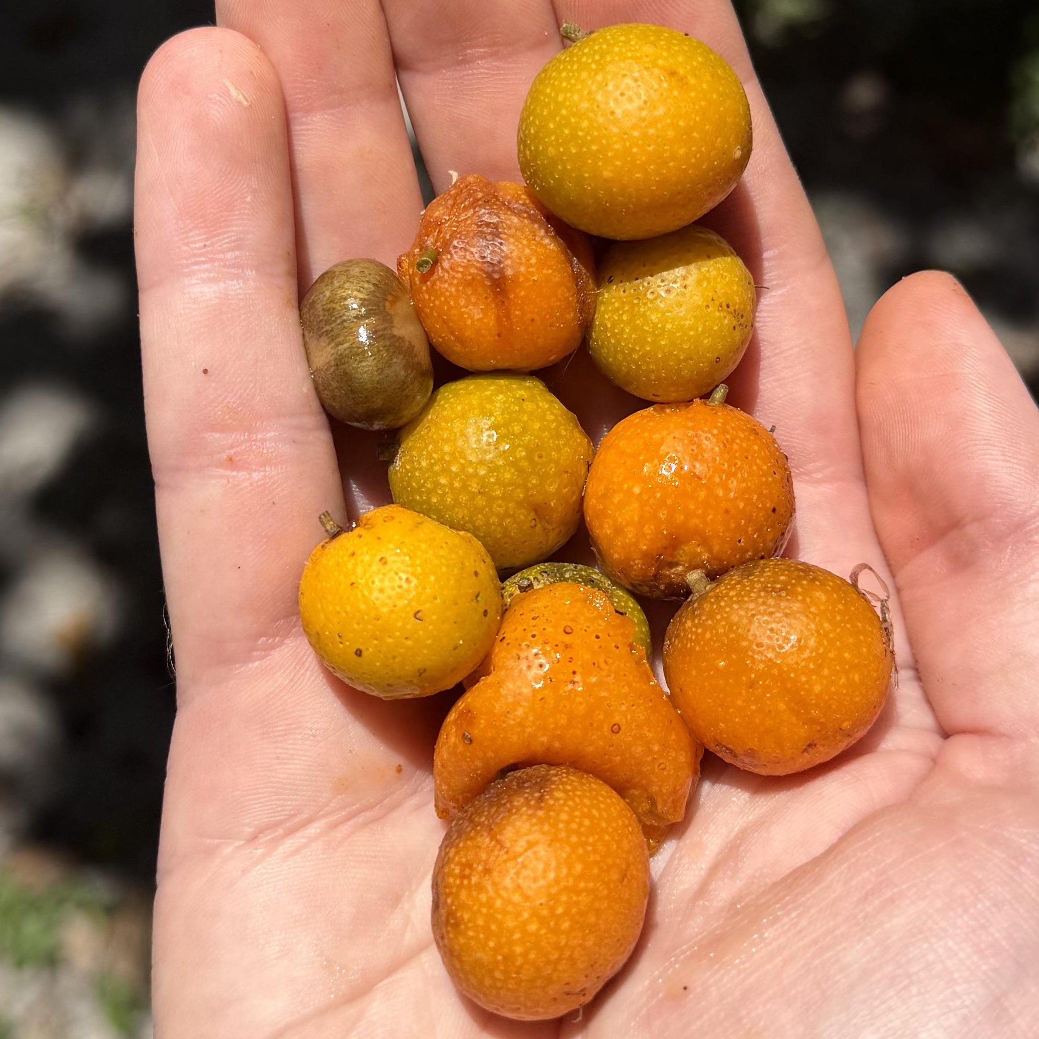 Maya Nut Live Plant (Brosimum alicastrum)