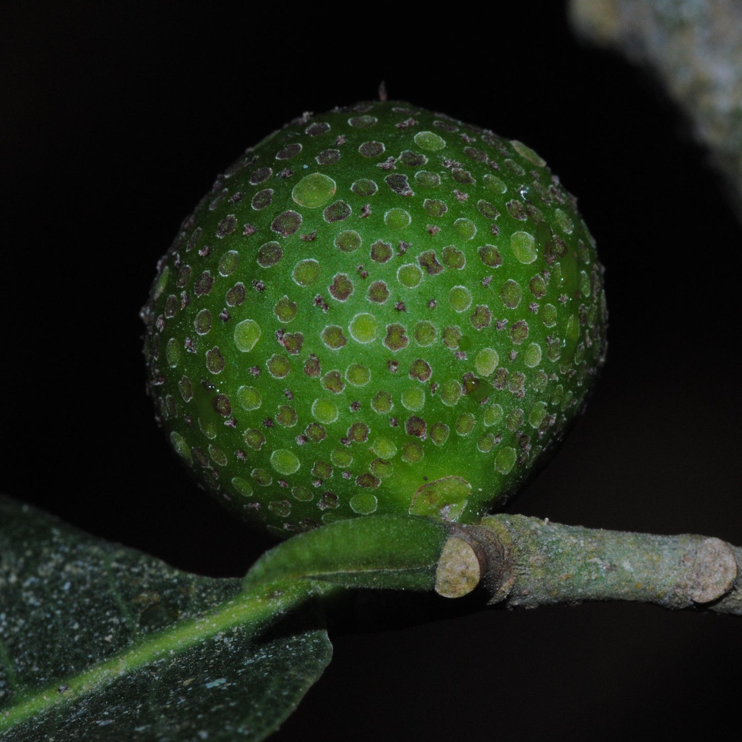 Maya Nut Live Plant (Brosimum alicastrum)