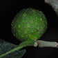 Maya Nut Live Plant (Brosimum alicastrum)