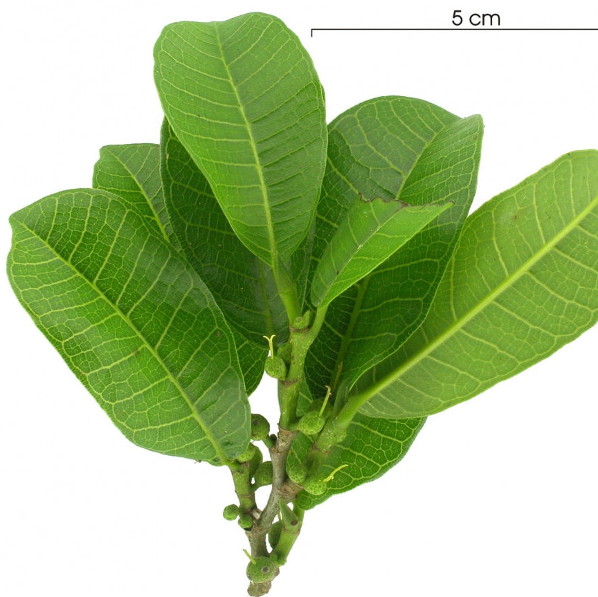 Maya Nut Live Plant (Brosimum alicastrum)