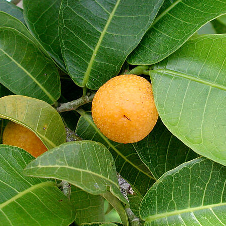 Maya Nut Live Plant (Brosimum alicastrum)