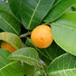 Maya Nut Live Plant (Brosimum alicastrum)