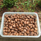 Maya Nut Live Plant (Brosimum alicastrum)