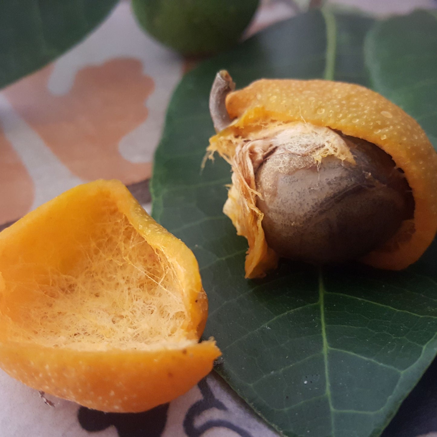 Maya Nut Live Plant (Brosimum alicastrum)