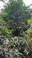 Medrono (Garcinia sp. Medrono) Live Plant