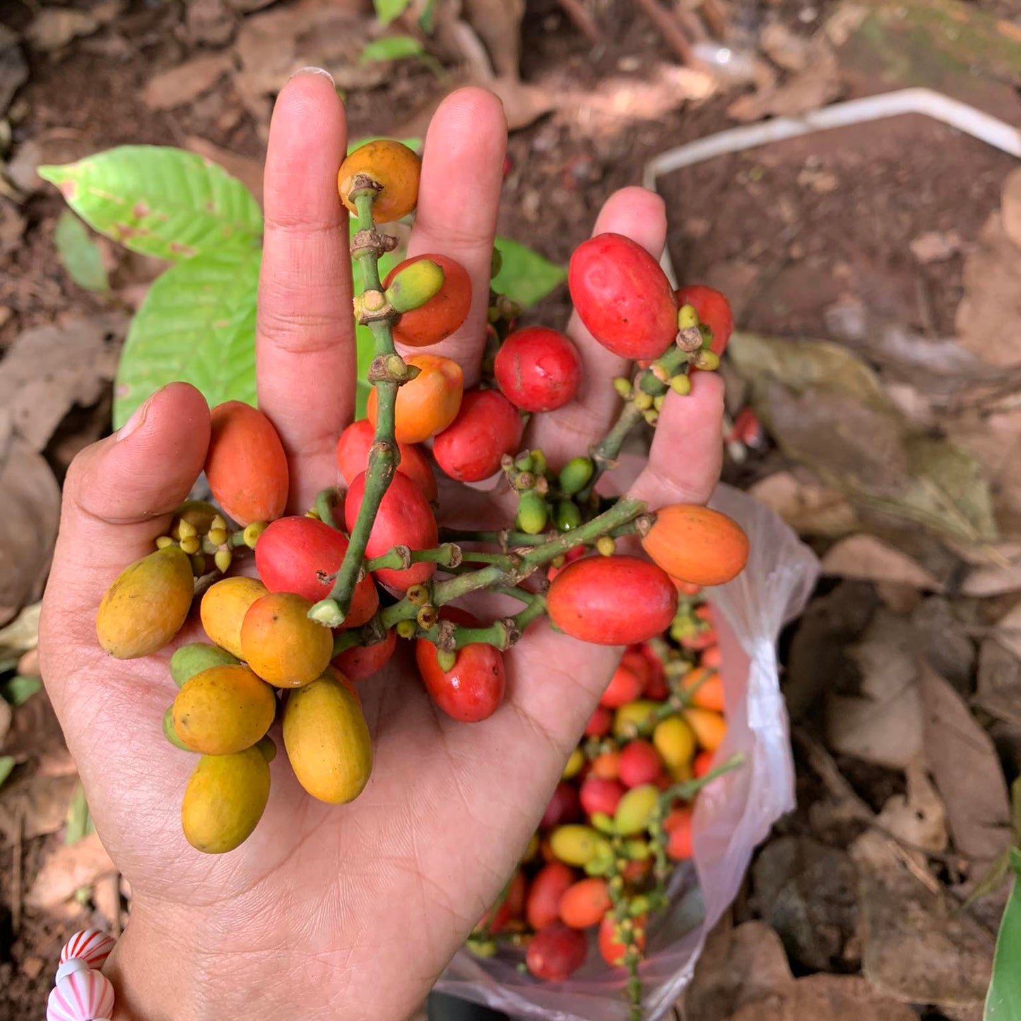 Melinjo Fruit Live Plant (Gnetum gnemon)