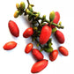 Melinjo Fruit Live Plant (Gnetum gnemon)