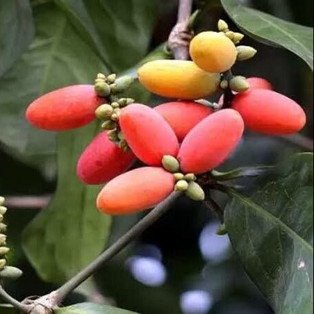 Melinjo Fruit Live Plant (Gnetum gnemon)