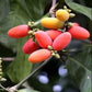 Melinjo Fruit Live Plant (Gnetum gnemon)