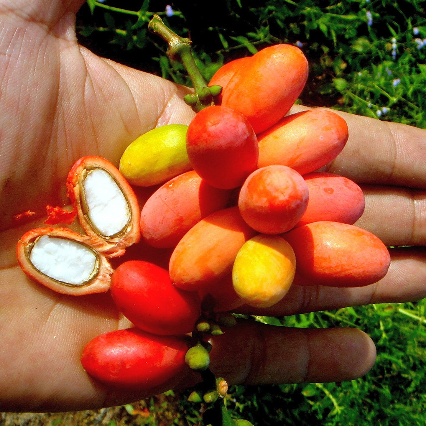 Melinjo Fruit Live Plant (Gnetum gnemon)
