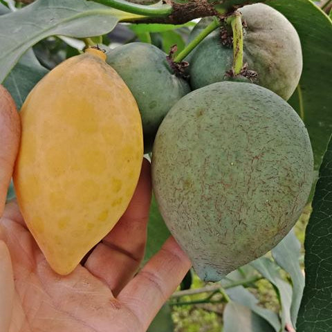 Mexican Garcinia Fruit Plants (Luc's) (Garcinia mexicana)