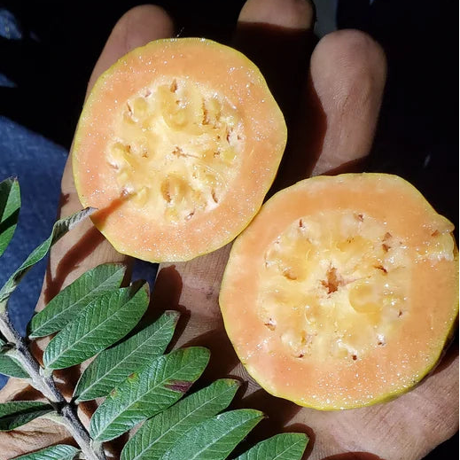 Micro Leaf Guava (Psidium sp Live Plant