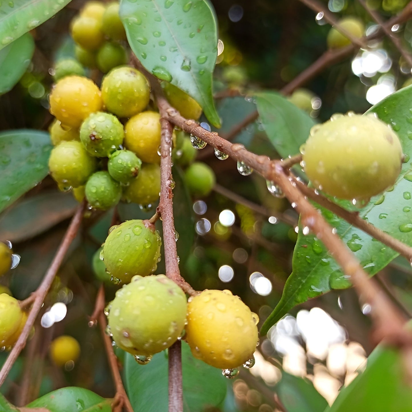 Micropholis Venulosa Live Plants