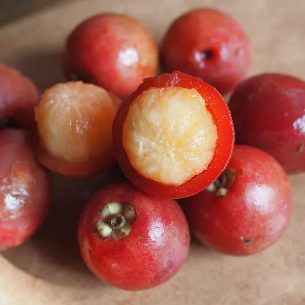 Mundar Fruit Plants (Garcinia Forbesii)