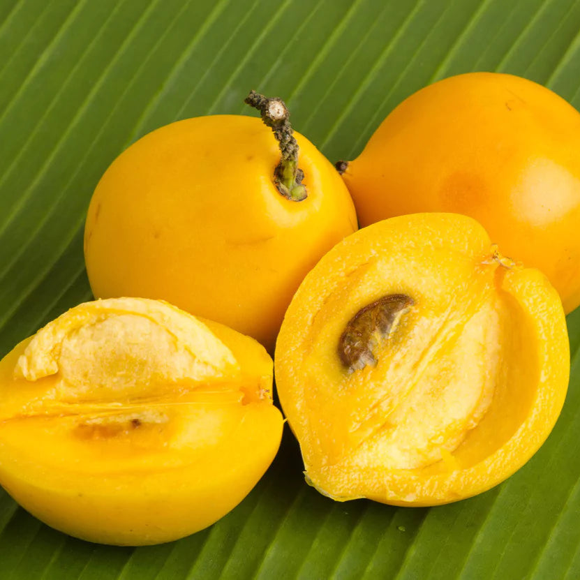 Mundu Fruit Plants (Garcinia Dulcis)