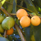 Mundu Fruit Plants (Garcinia Dulcis)