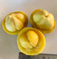 Mundu Fruit Plants (Garcinia Dulcis)