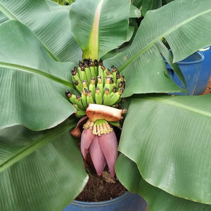 Thai Musa Banana Live Plant (Musa acuminata)