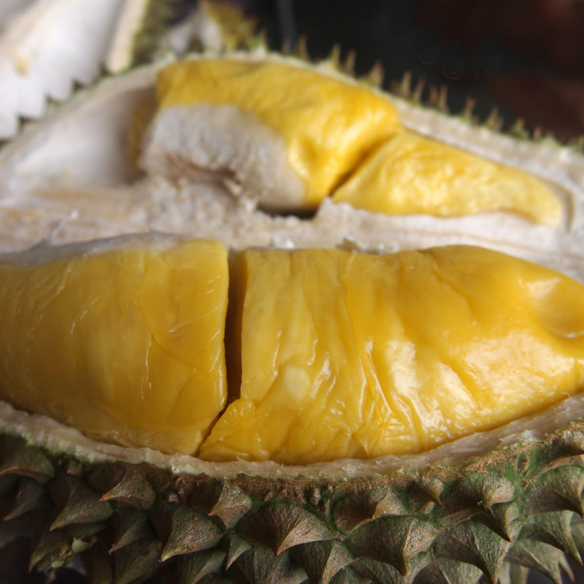 Musang king durian Live Plants