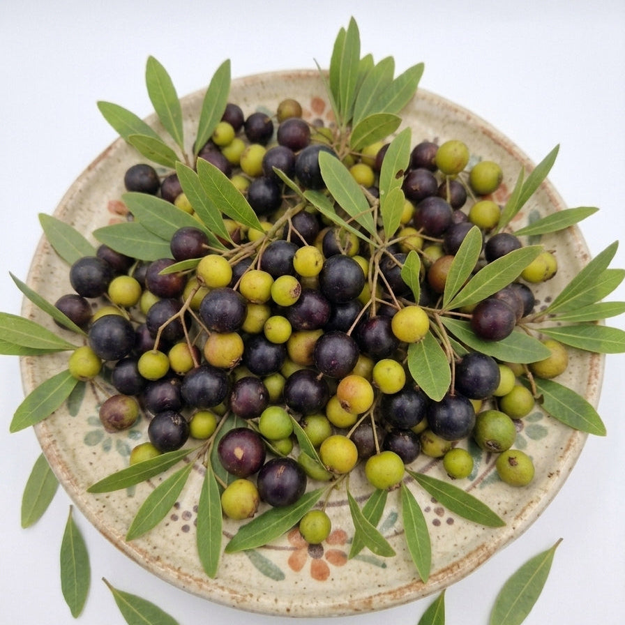 Myrcia Rhodeosepala Live Plant