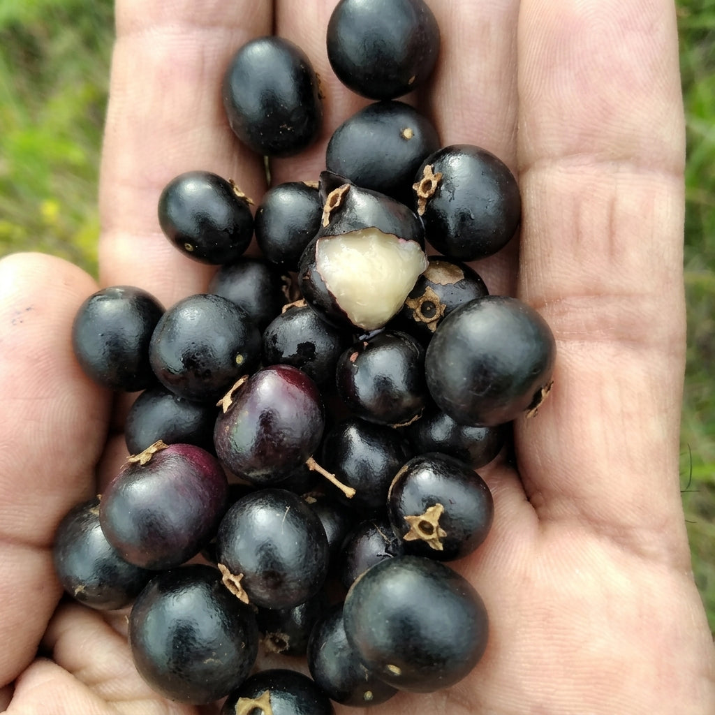 Myrcia Rhodeosepala Live Plant